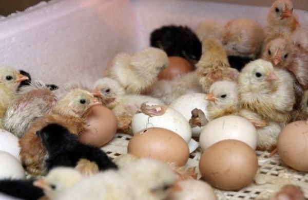  kycklingar luktas från ägg