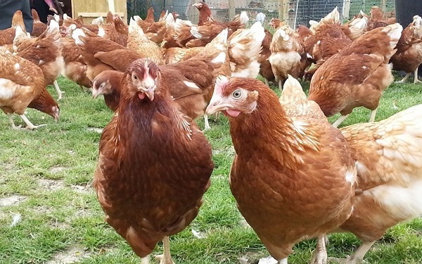  kycklingar rhodonite