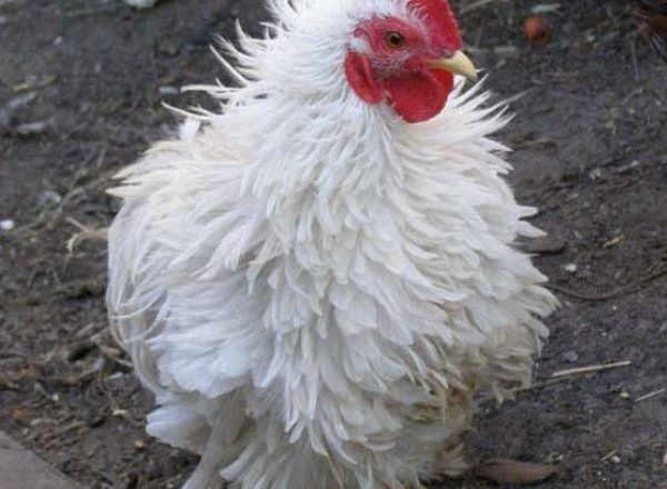  coccidios hos kycklingar och kycklingar