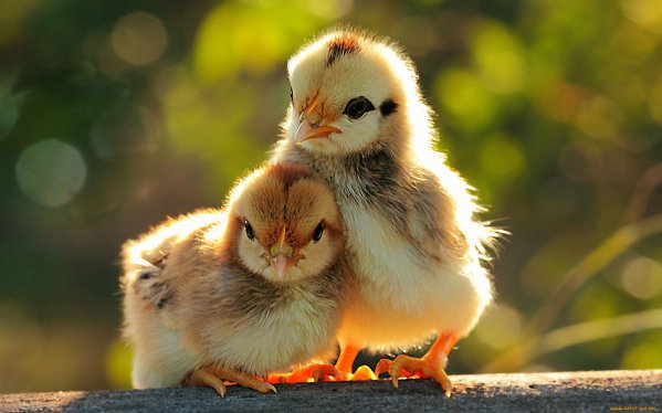  växande kycklingar hemma