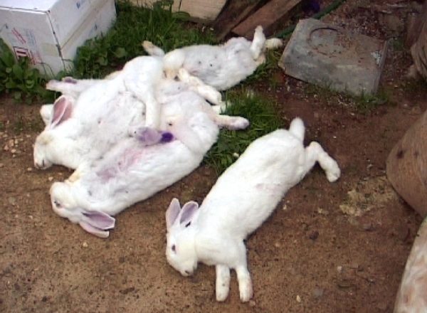  Döda kaniner