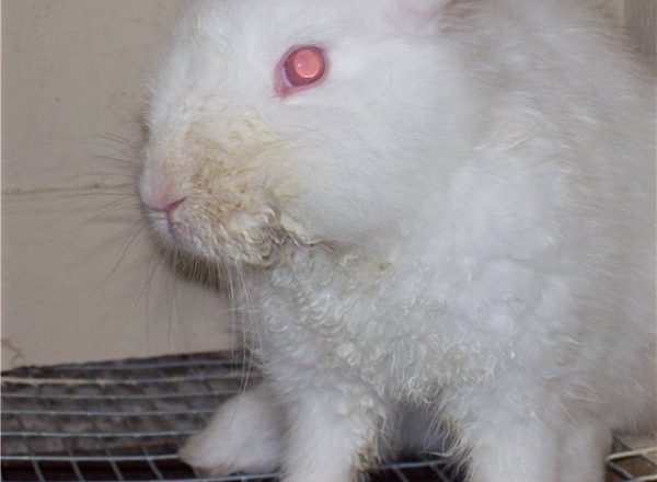  Infektiös stomatit hos kaniner