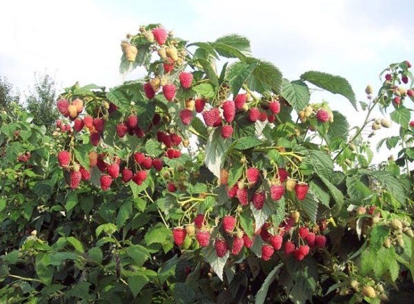  Raspberry Tarusa: sortbeskrivning, plantering och vård