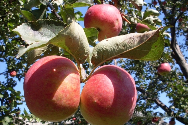  Zhigulevskoe äpplesorter: beskrivande egenskaper, urvalshistoria