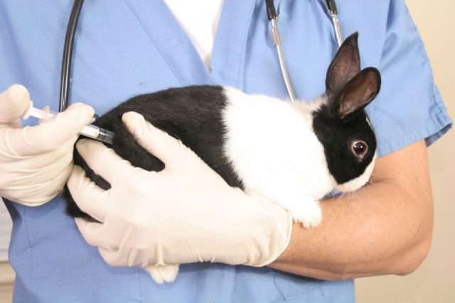  Vilka vaccinationer gör kaniner och när?