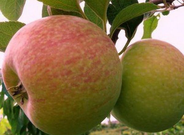  Apples sortiment av godis: beskrivande egenskaper, regler för plantering och vård