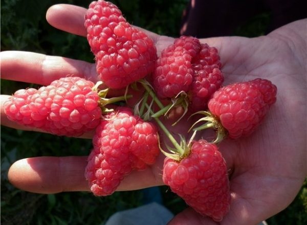  Raspberry sorter Maroseyka: egenskaper och beskrivning