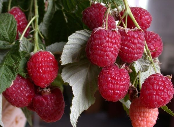  Raspberry sorter Polana: egenskaper hos sorten, reglerna för plantering och vård
