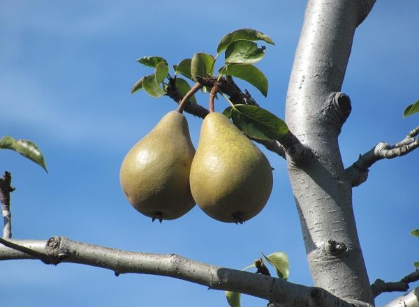  Varför päronet inte blommar och bär inte frukt: de viktigaste orsakerna till vilka åtgärder som ska vidtas