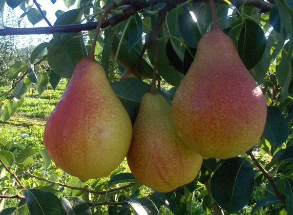  Päronfrukt