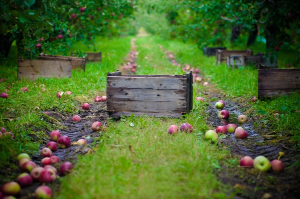  Hur och när att samla äpplen till förvaring för vintern: tips