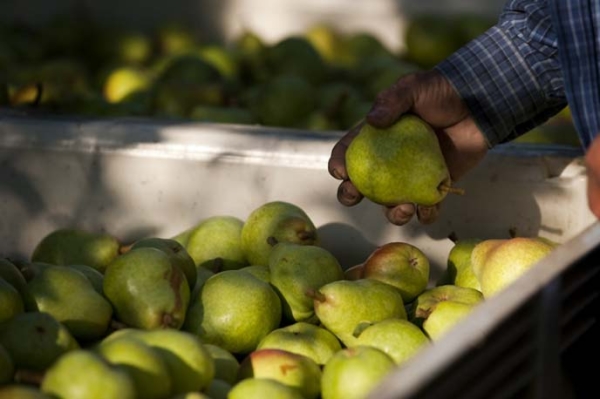  När man tar bort päron från ett träd: Mognadstid, lagringsförhållanden för grödan
