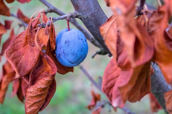  Korrekt vård av plommon på hösten: nödvändiga åtgärder