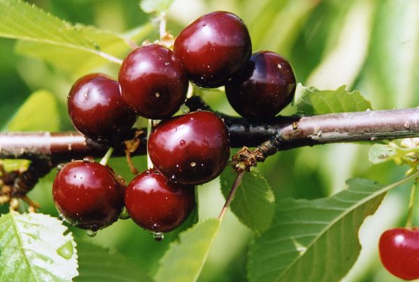  Cherish Cherries-Cherry