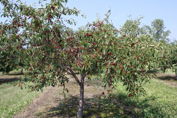  Plantering körsbär på hösten, vård av träd, användbara rekommendationer