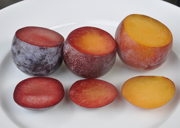  De mest ovanliga hybriderna av aprikos, persika, plommon och äpple, deras beskrivning, fördelar och nackdelar