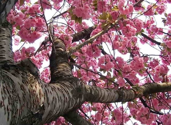  Japansk körsbär Sakura: beskrivande egenskaper hos trädet, plantering, vård, sorter