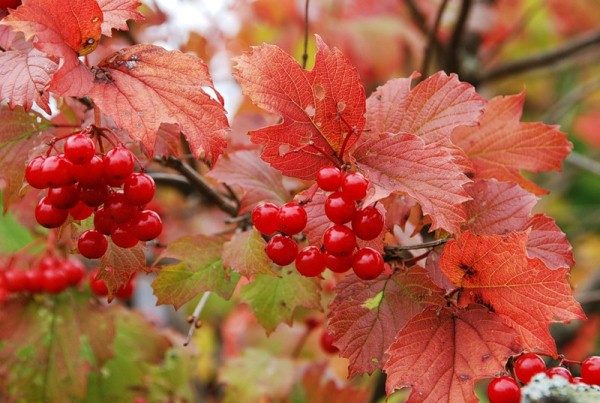  Kluster av rött viburnum på hösten