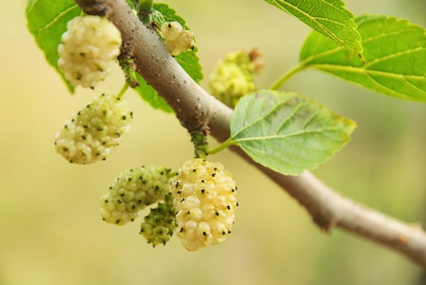  Mulberry bär kan orsaka allergier, de kan inte konsumeras på en tom mage, dricka kallt vatten