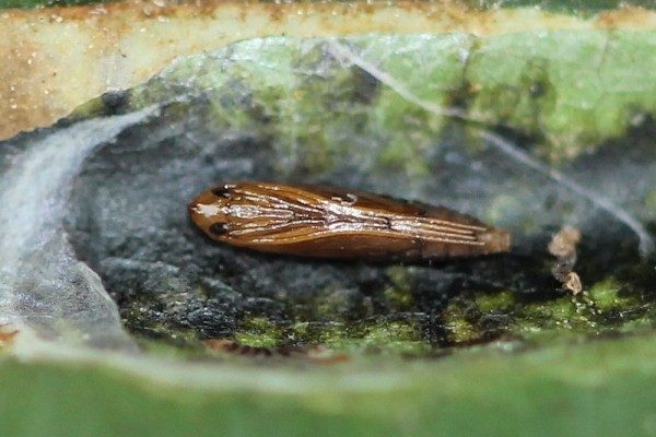  Larva av kastanj mining moth