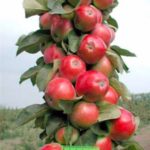  Akvatisk äppelträd Jin