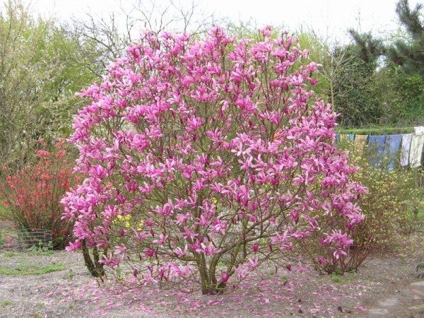  Magnolia i blom