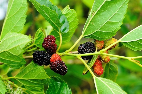  Mulberry: egenskaper och fördelaktiga egenskaper hos löv och frukt