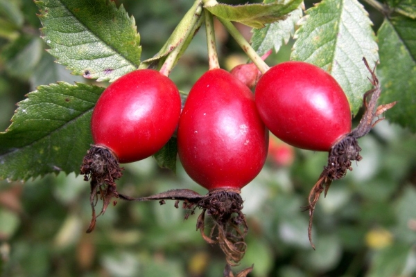  Rosehip och dess frukter, rötter och frön: användbara egenskaper, användning, kontraindikationer, recept av traditionell medicin