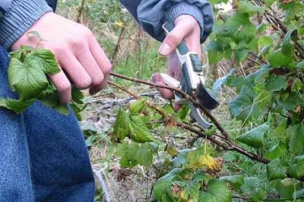  Beskära svart, rött och vitt vinbär på hösten: En nybörjarhandledning