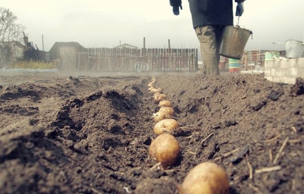  Plantera potatis i Leningrad regionen