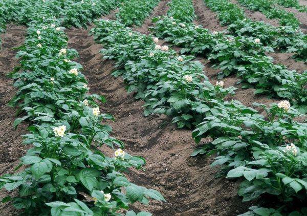  Plantera potatis i åsarna