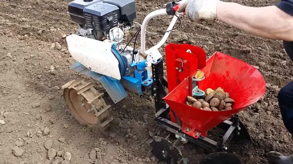  Plantera potatisvandrare