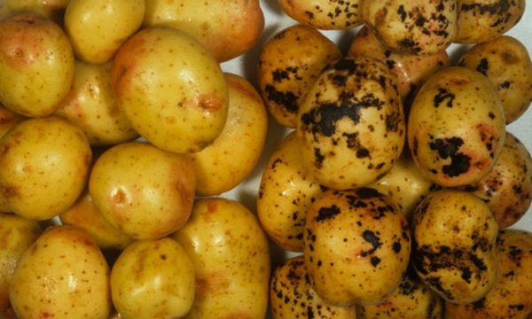  Hur man hanterar potatisskabb
