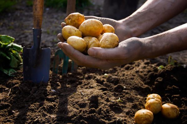  Villkor för plantering av potatis