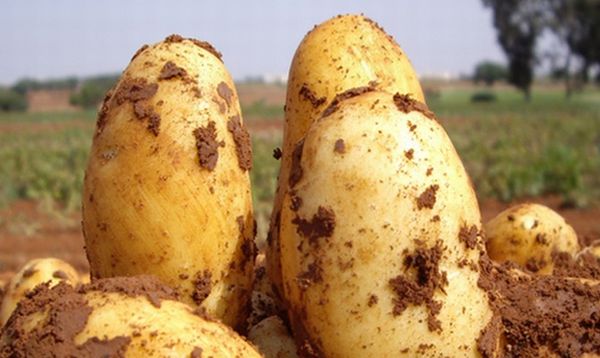  Beskrivning av potatisorter Uladar