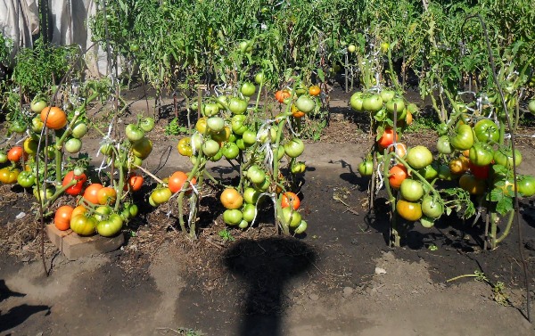  Växande tomater enligt metoden för I. M. Maslov