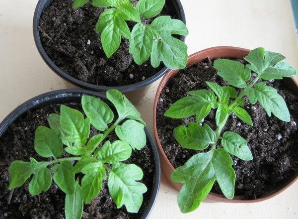  Vad ska man göra om tomater plantor växer inte efter att ha plockats