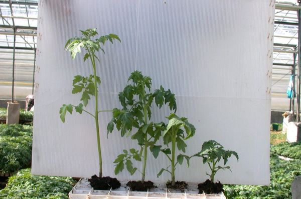  Starkt övervuxna plantor har en höjd av ca 50-60 cm