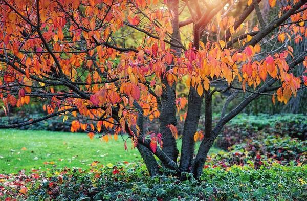  Toppklädsel av plommon på hösten