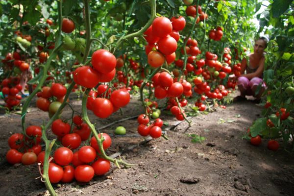  Tomater anses vara en av de bästa föregångarna till gurkor.