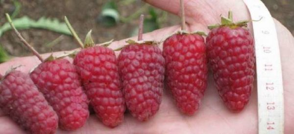  Raspberry Monomakhs lock skiljer sig i stor storlek