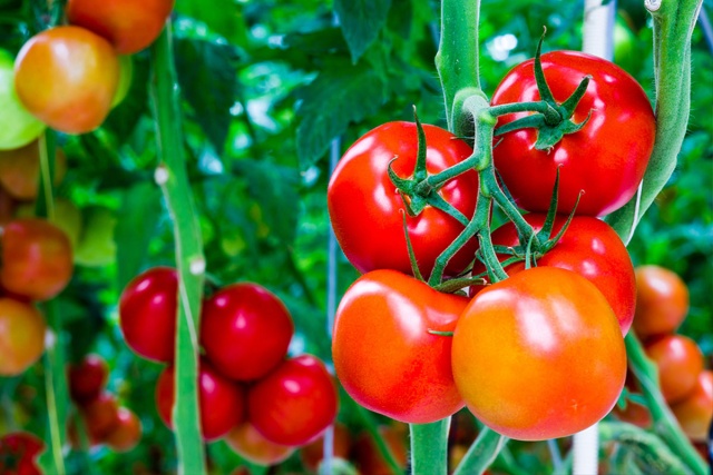  Maskering av tomater