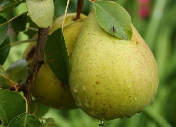  Bessemyanka päron tillhör högavkastande sorter