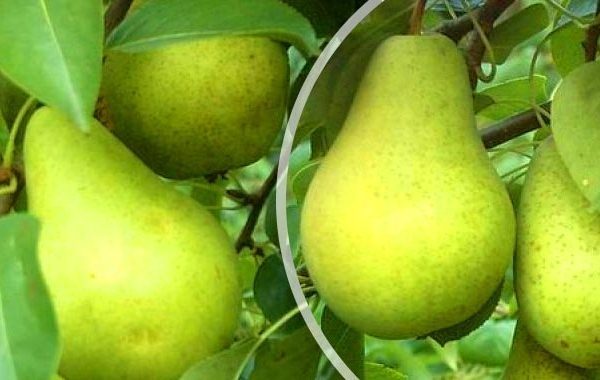  Frukt av Pervomayskaya sort kan sparas upp till 8 månader