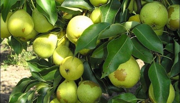  Pear Skorospelka från Michurinsk