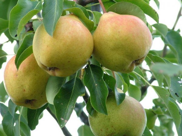  Gren av päron Moskvichka med frukt