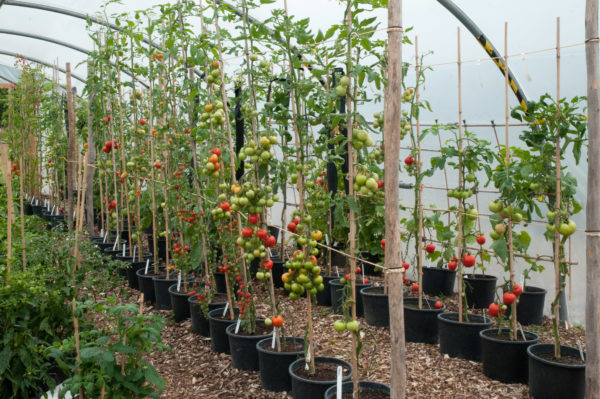  Tomater, formade i en stam